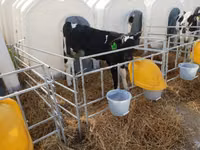 Bulle, Swiss cattle — Foto 2