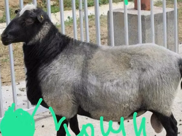 Schaf, Romanov sheep