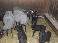 Qoyun, Romanov sheep — foto 1