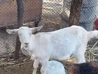 Goat, Saanen goat — photo 3