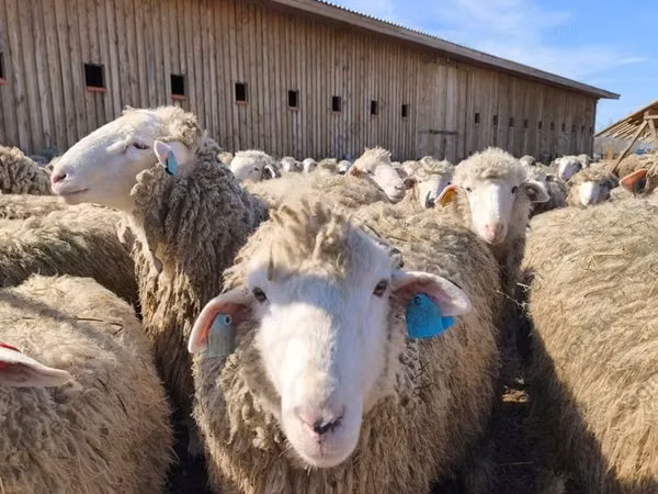 Oaie, Edilbay sheep