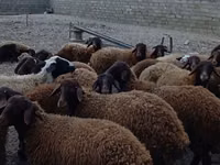 Widder, Karakul sheep — Foto 2