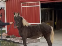 Cal, Rocky Mountain Horse — foto 5