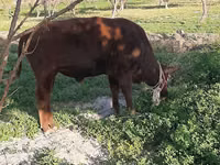 Bull, Cattle — photo 7