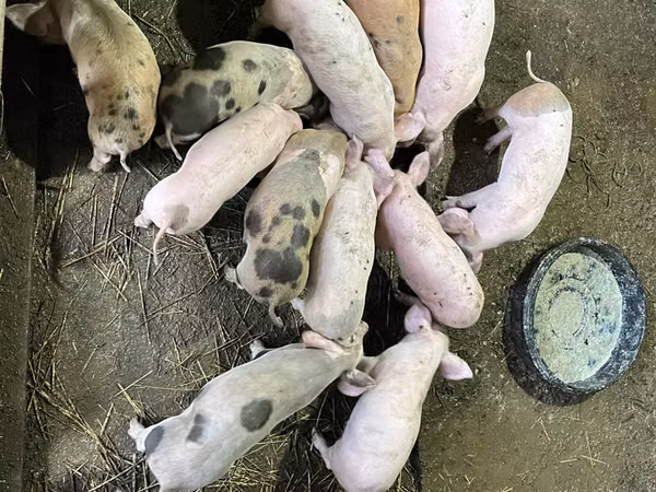 Eber, Schweine — Republik Moldau