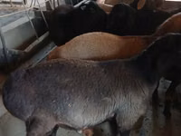 Boucs, Boer goat — photo 5