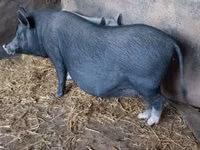 मादा सूअर — फ़ोटो 2