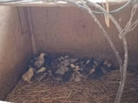 Guinea fowl — Foto 1