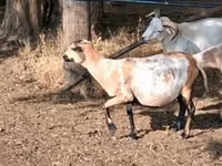 نعجة, Cameroon sheep — الصورة 1
