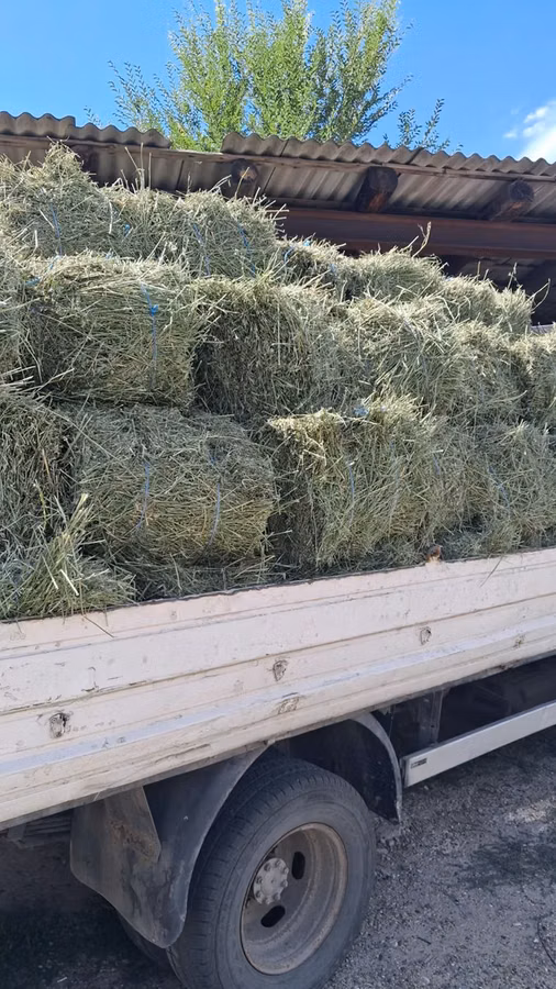 Balot de lucernă