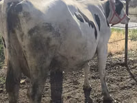 Vacă, Russian Black pied cattle — foto 3