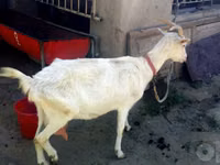 Ziege, Saanen goat — Foto 4