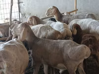 نعجة, Arashan sheep — الصورة 1