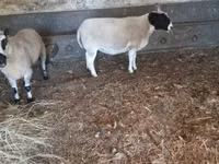 Qoç, Dorper sheep — foto 1