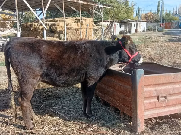 Kuh, Swiss cattle