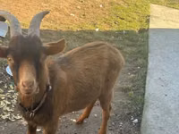 Billy Goat, Goats — photo 3