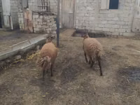 كبش, Blackheaded Persian sheep — الصورة 5
