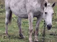 Yegua, Caballos — foto 2