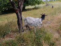 عنزة, الماعز — الصورة 3