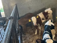 İribuynuzlu mal-qara (partiya, cinsi göstərilməyib), Russian Black pied cattle — foto 5