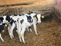 ثور, Russian Black pied cattle — الصورة 2