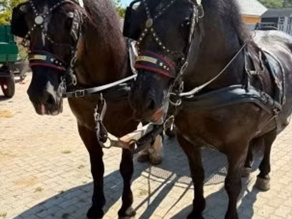 घोड़ा, Hungarian horse breed