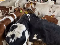 牛只（批次，未指定性别）, Simmental cattle — 照片 2