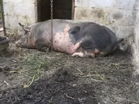 Boar, Pigs — photo 3