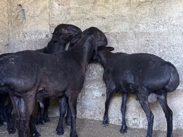 Carneiro, Ovelhas