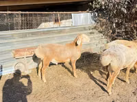 Qoʻchqor, Edilbay sheep — 8-rasm
