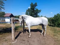 Iapă, Orlov Trotter — foto 1