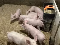 Porcs (lot, sexe non indiqué) — photo 8