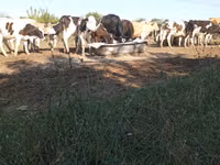 Bou, Russian Black pied cattle — foto 3