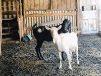Țap, Kamori goats — foto 2