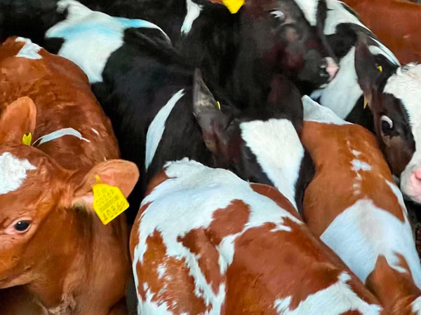 Bovine (lot, sex nespecificat), Russian Black pied cattle