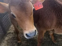 Bou, Bovine — foto 2