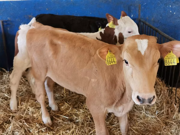 Buqa, Simmental cattle