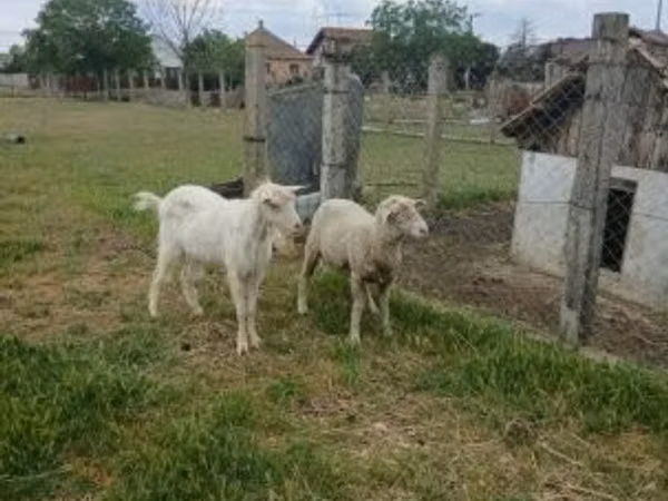 Berbec, Merino sheep