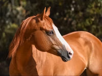 فرس, Quarter Horse — الصورة 3