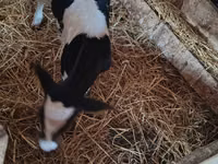 Vaca, Russian Black pied cattle — foto 1