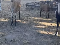 Billy Goat, Goats — photo 4