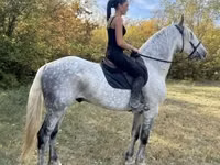 Hengst, Andalusian horse — Foto 3