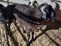 绵羊（批次，未指定性别）, Sheep — 照片 8