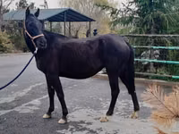 Iapă, Akhal-Teke — foto 2