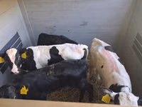 Bou, Russian Black pied cattle — foto 8