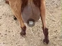 Capră, Saanen goat — foto 7