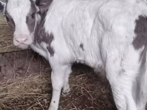 Bou, Bovine