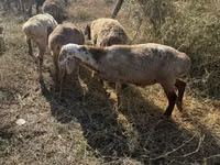 Schaf, Schafe — Foto 6