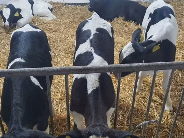 Bulle, Holstein-Rasse