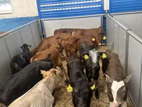 İribuynuzlu mal-qara (partiya, cinsi göstərilməyib), Simmental cattle — foto 3